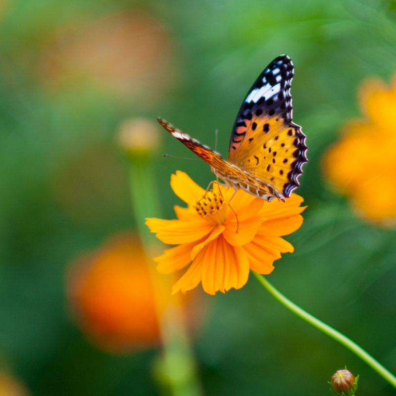«Flowers And Butterflies» par Shinichirosaka - Photographie sur toile tendue, L 36 po x H 36 po