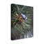 «Nuthatch On Pine Cone» par Etelca, impression sur toile tendue-27651692