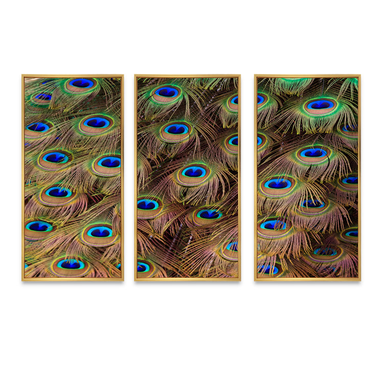 Dakota Fields Peacock Bird Tail Feathers In Close Up Framed On Canvas 3 ...