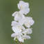 Plant-107235800