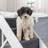 TRIXIE Pawsome Ascent 4-Step Adjustable Pet Stairs with Carpet Treads-50180711