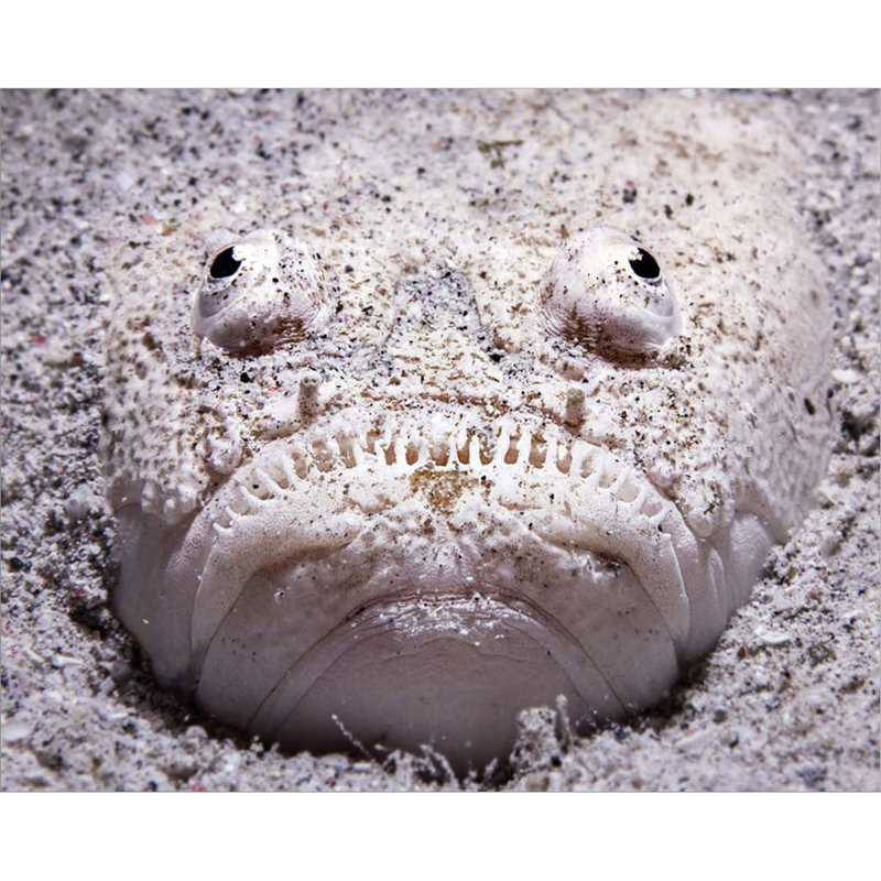 " Stargazer Fish "