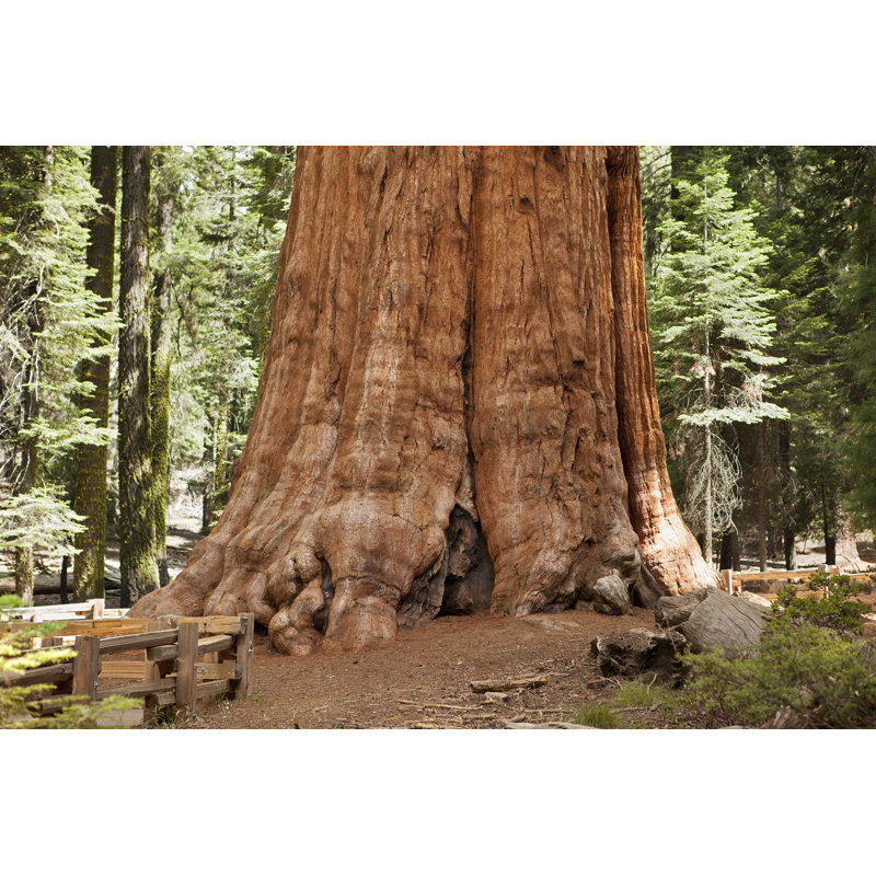 Giant Sequoia Tree by Donnichols, 24" H x 36" W