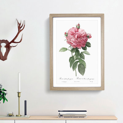 Giant French Rose in Pink by Pierre-Joseph Redoute - Picture Frame Painting Print on MDF