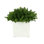 Boxwood Arranged In A Square Pot