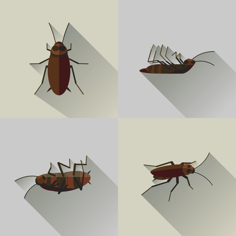 " Cockroach Set Bug Insect ", 36" H x 36" W  