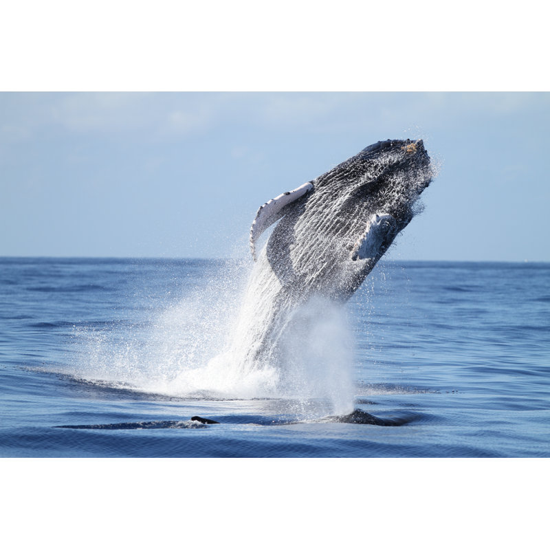 Humpback Breach by Adwalsh - Wrapped Canvas Print, 20cm H x 30cm W