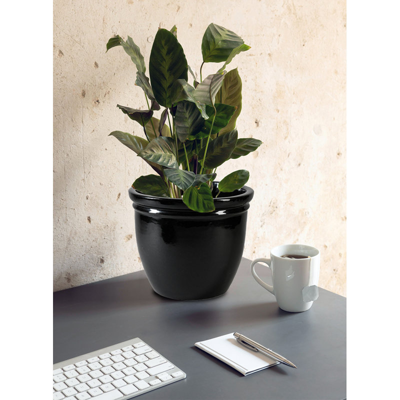 Darende Ceramic Pot Planter, 11.75" H x 14.25" W x 14.25" D 