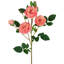 Jets de roses-86731924