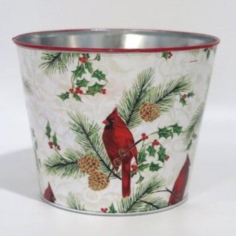 Cardinal Perched On A Pine Branch Bucket