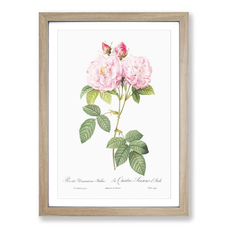 Italian Damask Rose in Pink by Pierre-Joseph Redoute - Picture Frame Painting Print, Oak Framed, 65cm H x 48cm W x 2cm D