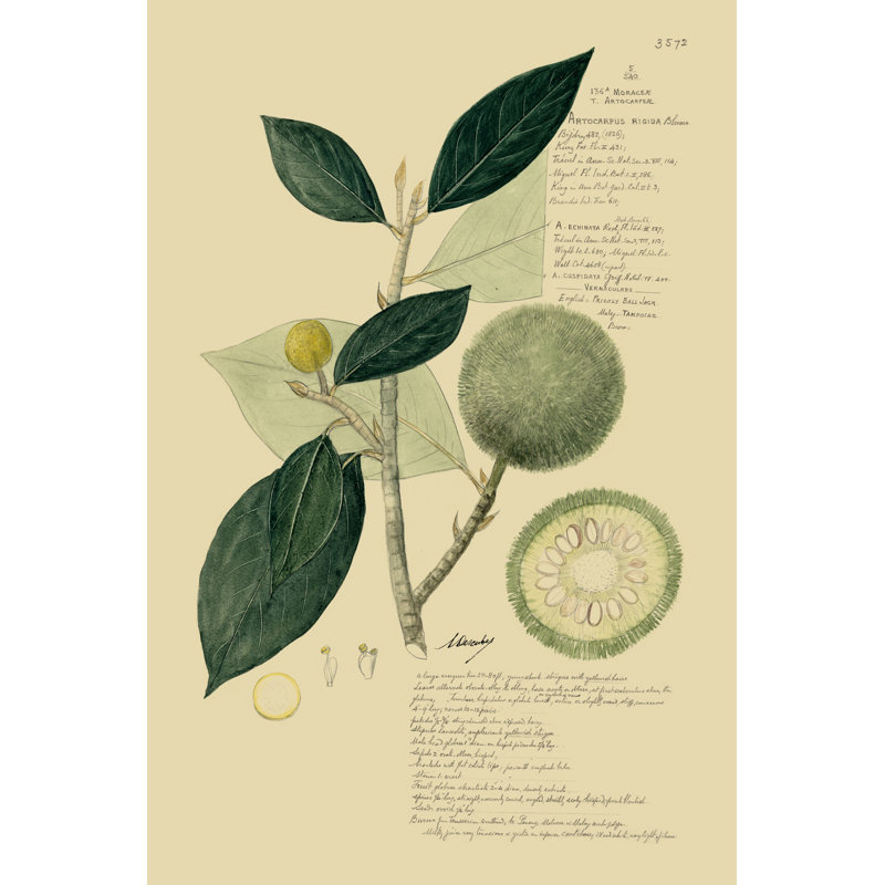 «Descubes Tropical Fruits I», peinture sur toile, H 36 po x l 24 po
