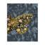 «Blue and Gold Butterfly» par Melissa Wang-673837012