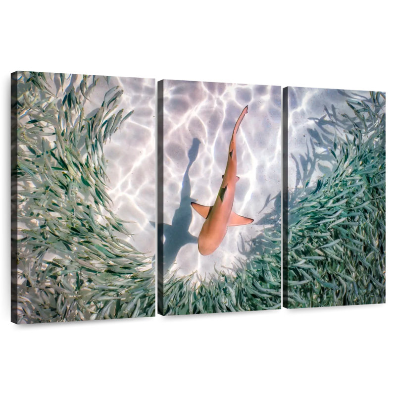 Brampt Baby Blacktip Reef Shark, 20" H x 33" W