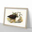 Pacific Herons by Elizabeth Gould - Framed Print-55578071-55578072