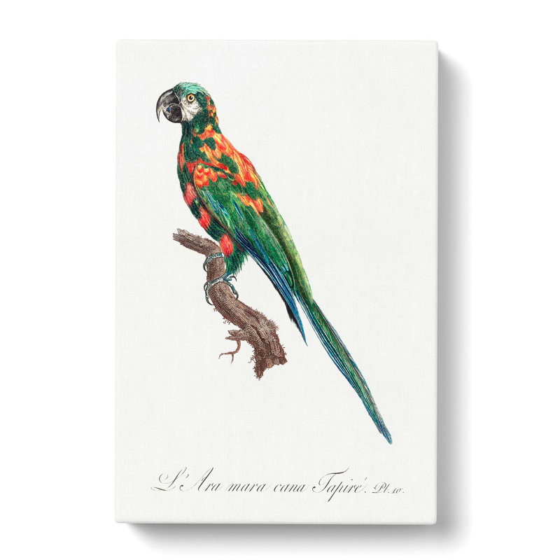 The Blue-Winged Macaw Parrot by F. Levaillant - Wrapped Canvas, 50cm H x 35cm W x 3cm D