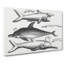 Shark and Dolphins by Thomas Astley - Wrapped Canvas Drawing - Wrapped Canvas-55318478