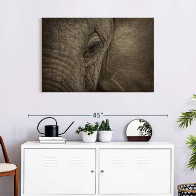 Oeil d'éléphant d'Afrique Brampt