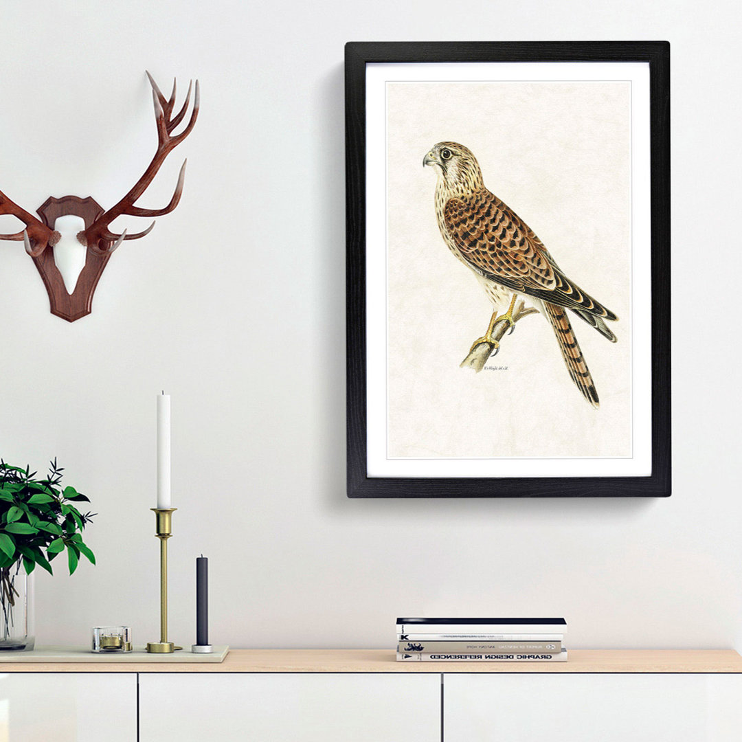 A Common Kestrel by Von Wright - Framed Print