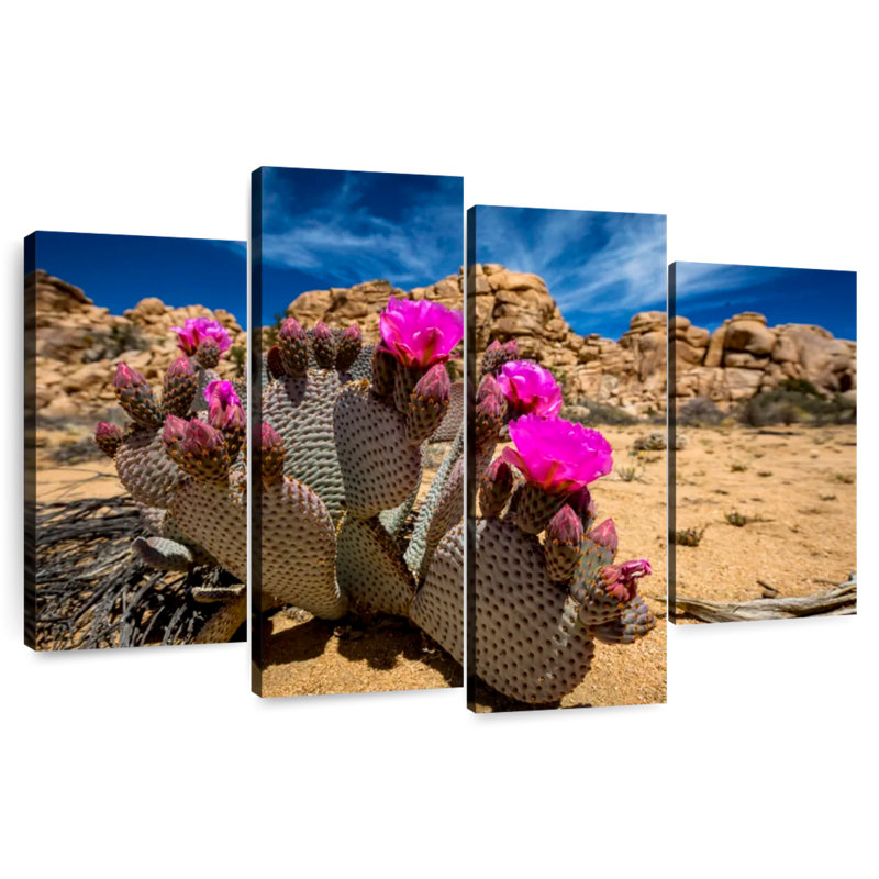 Cactus Harnek Beavertail, H 22 po x l 36 po