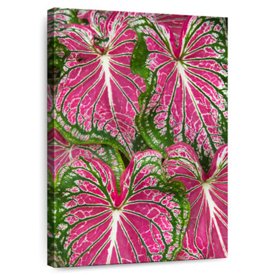 Harnek Caladium Leaves