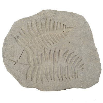 Décoration fossile Gannon