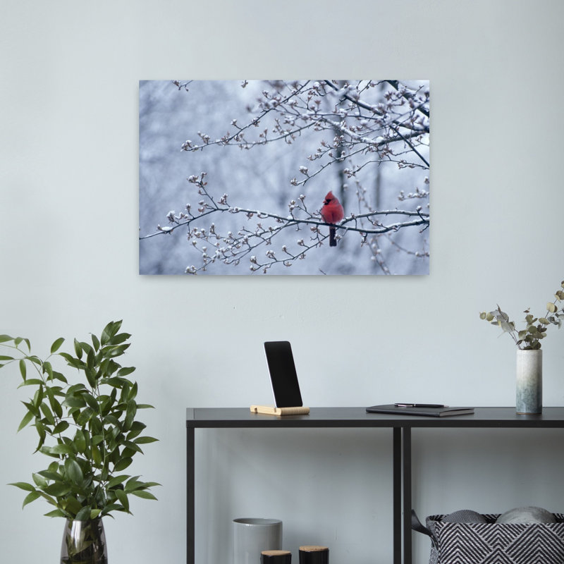 Cardinal assis dans un pommier au printemps avec la neige sur les branches et les bourgeons, H 16 po x l 24 po