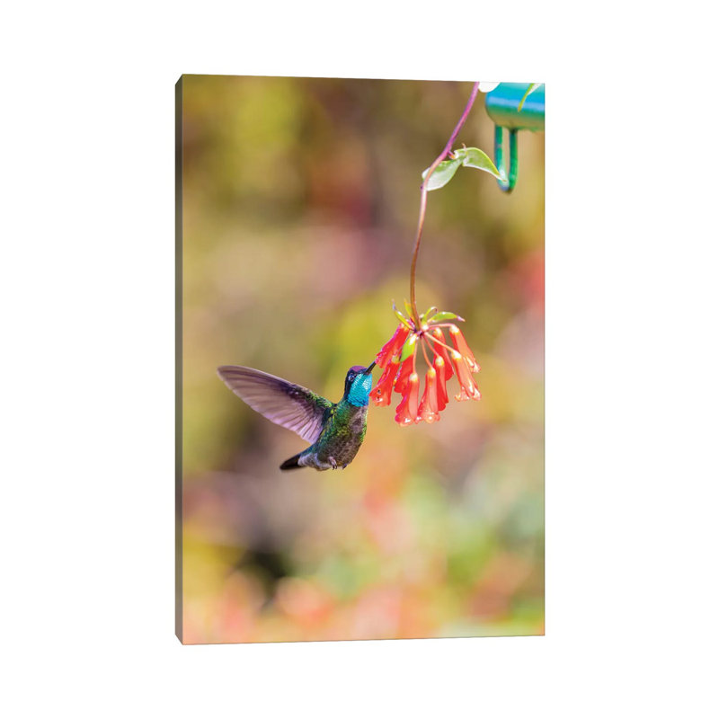 Central America, Costa Rica. Male Talamanca Hummingbird Feeding. by Jaynes Gallery - Wrapped Canvas Gallery-Wrapped Canvas Giclée