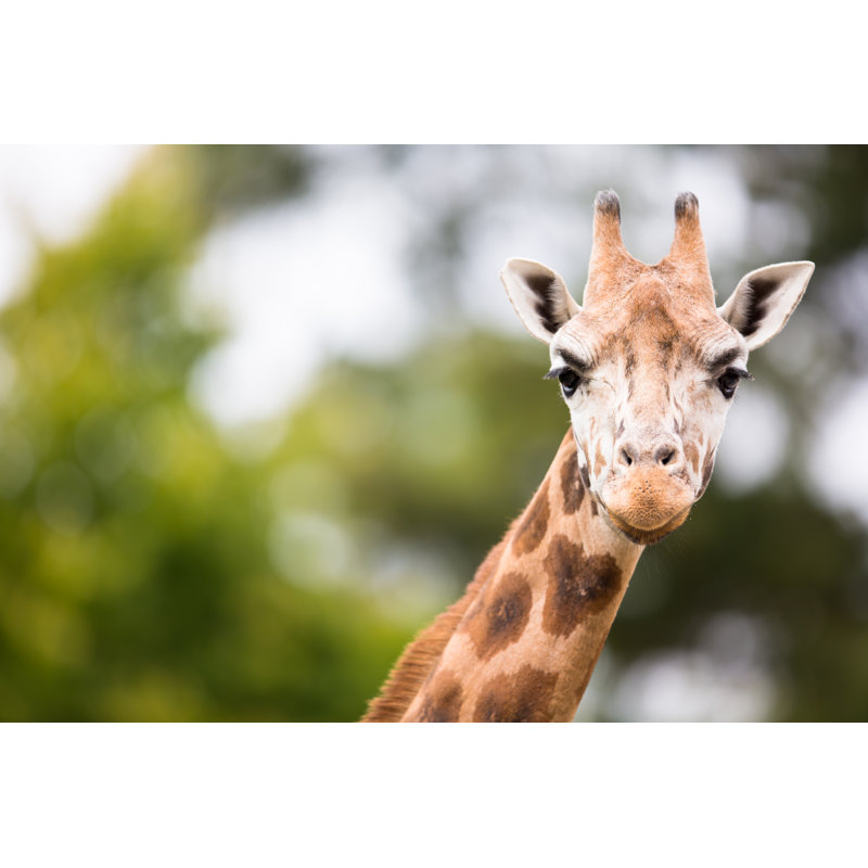 Giraffe (Giraffe Camelopardalis) - Wrapped Canvas Print, 30cm H x 46cm W