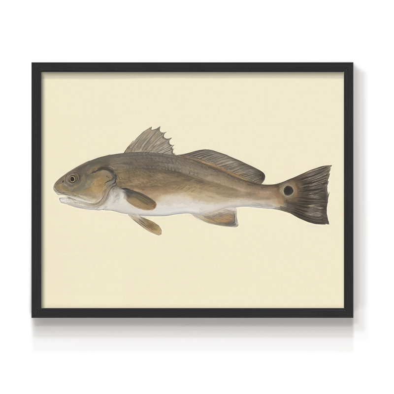 «Saltwater Species III», reproduction encadrée, H 8 po x l 10 po, Noir, noir, noir, noir