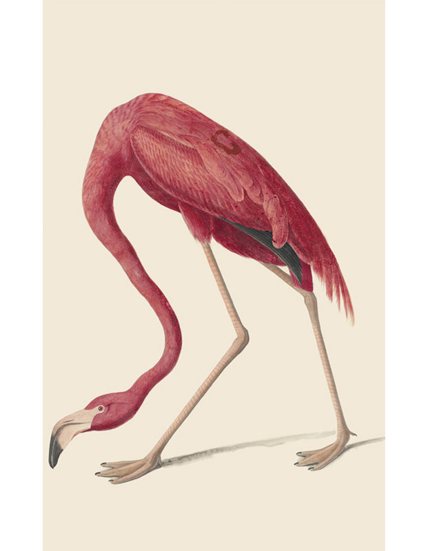 Flamant américain