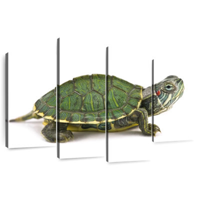 Tortue à oreilles rouges
