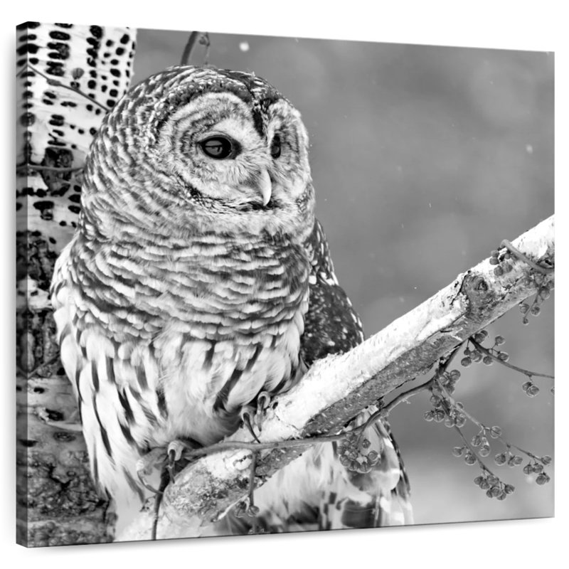 Brampt White Owl BW, 36" H x 36" W