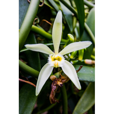 Fleur de vanille - photographie sur toile tendue
