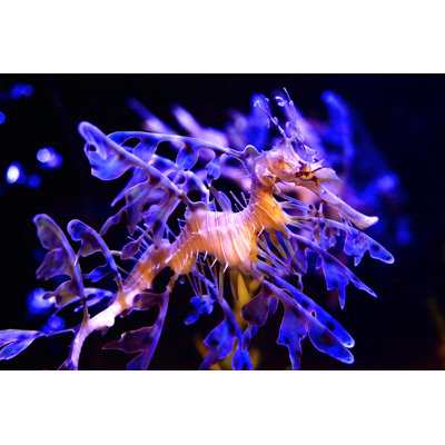 Sea Dragon - photographie sur toile tendue