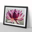 Mesmerising Lotus Flower - Framed Print-493907286-493907287