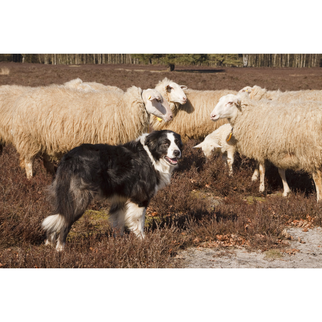 Schafhund von Lingbeek - Ohne Rahmen auf Leinwand