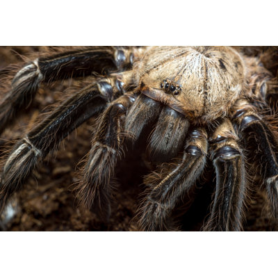 " Ephebopus Murinus Tarantula "