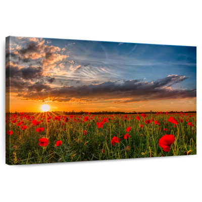 Alvord Poppies Flower Field