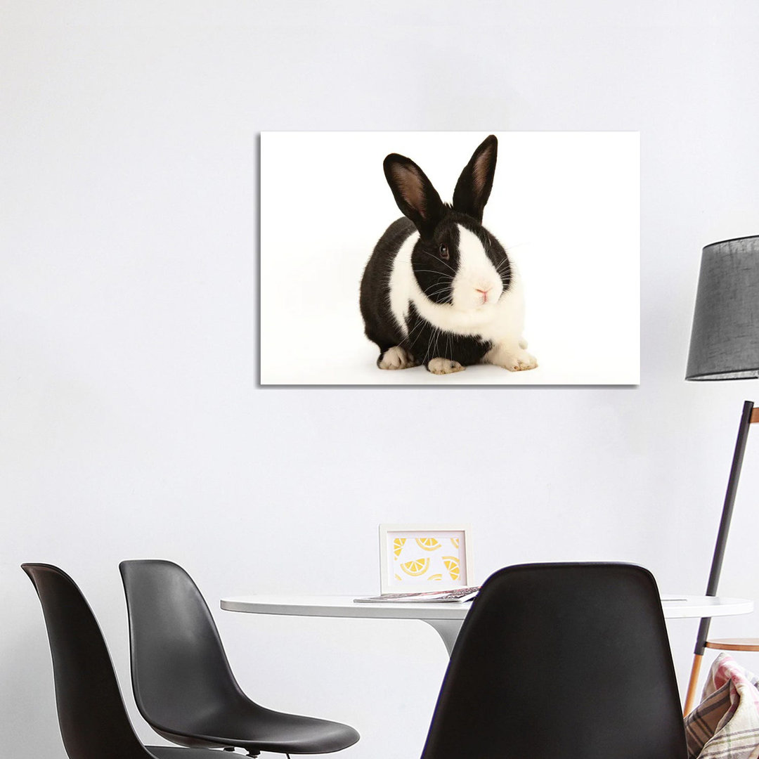 A Studio Portrait Of A Domestic Rabbit von Joel Sartore - Gallery-Wrapped Canvas Giclée