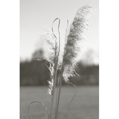 Ethereal Pampas III by Jason Johnson - Wrapped Canvas Print