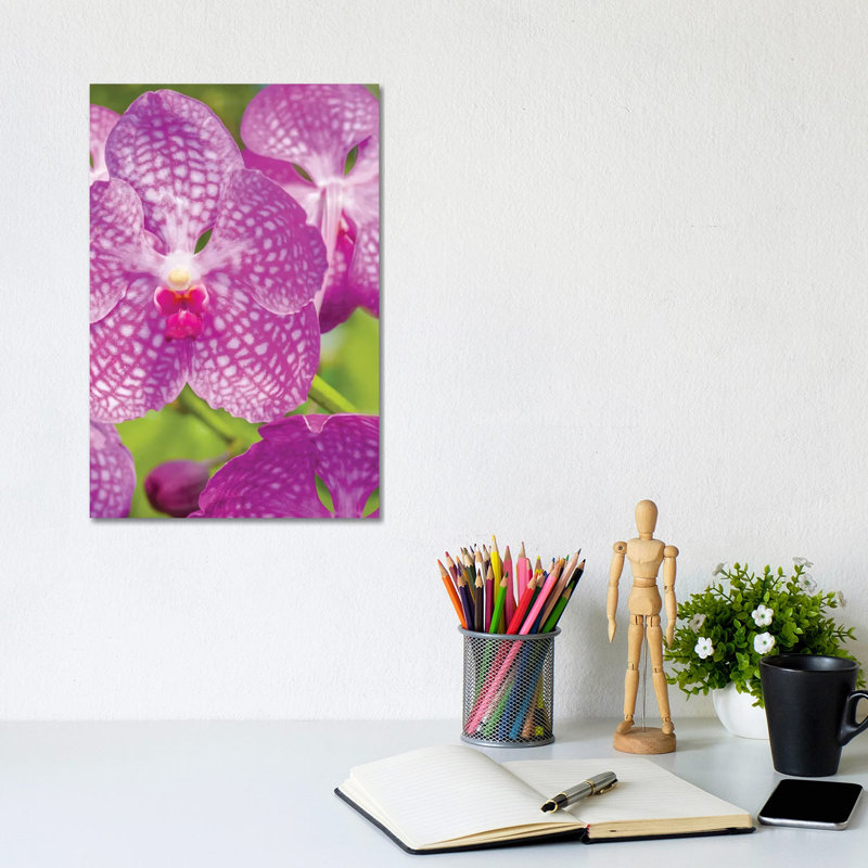 Close-Up Of Orchid Flowers, Sarasota, Florida, USA by Panoramic Images - Wrapped Canvas Gallery-Wrapped Canvas Giclée