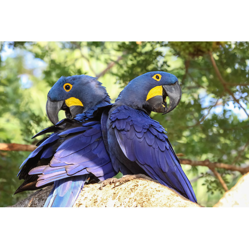Hyacinth Macaws - Wrapped Canvas Print, 30cm H x 46cm W x 3.8cm D