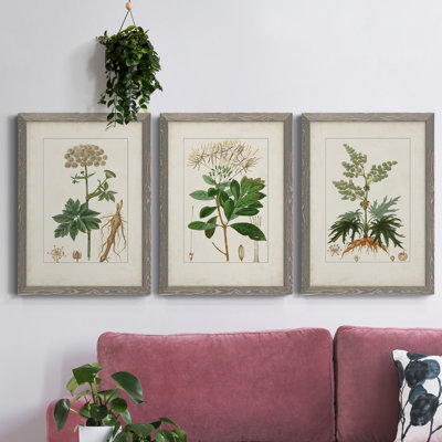 Antique Turpin Botanical I - ensemble de 3 peintures sur toile encadrées