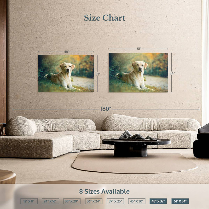 Labrador Retriever Mix, 34" H x 51" W