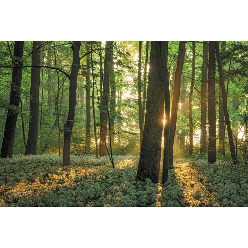 Printemps matin sur toile par Martin Podt, H 24 po x l 36 po