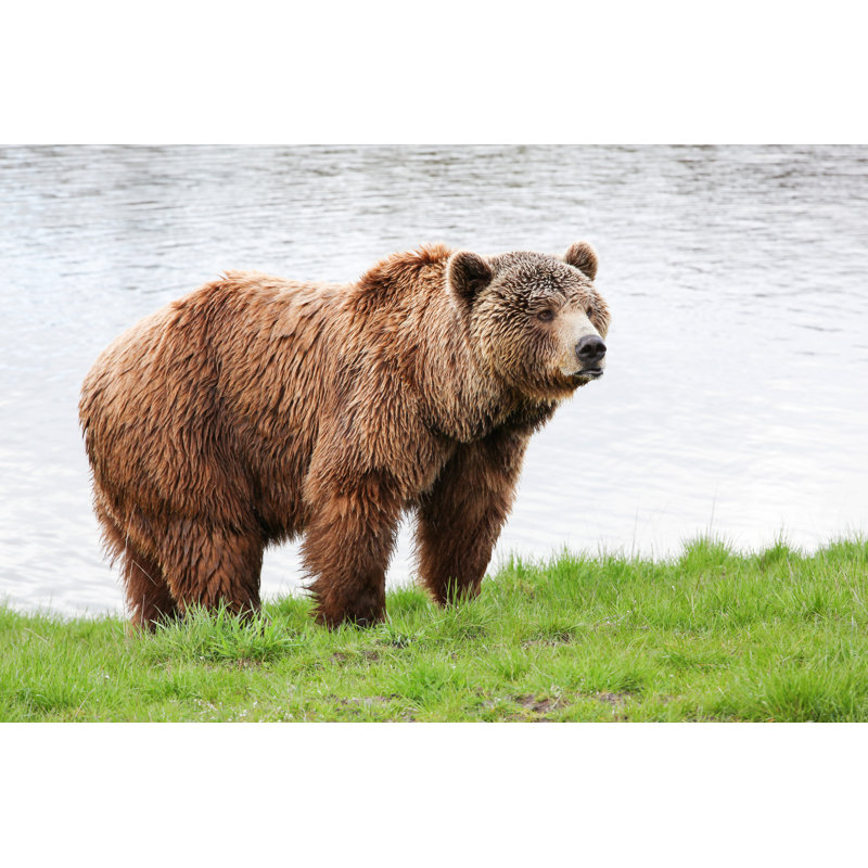 Brown Bear In The Nature by Ricochet64 - Wrapped Canvas Print, 30.48cm H x 45.72cm W