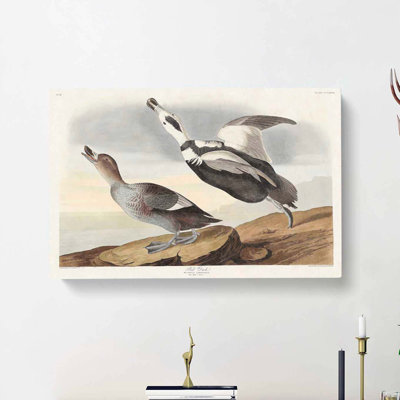 Pied Ducks by John Audubon - Wrapped Canvas