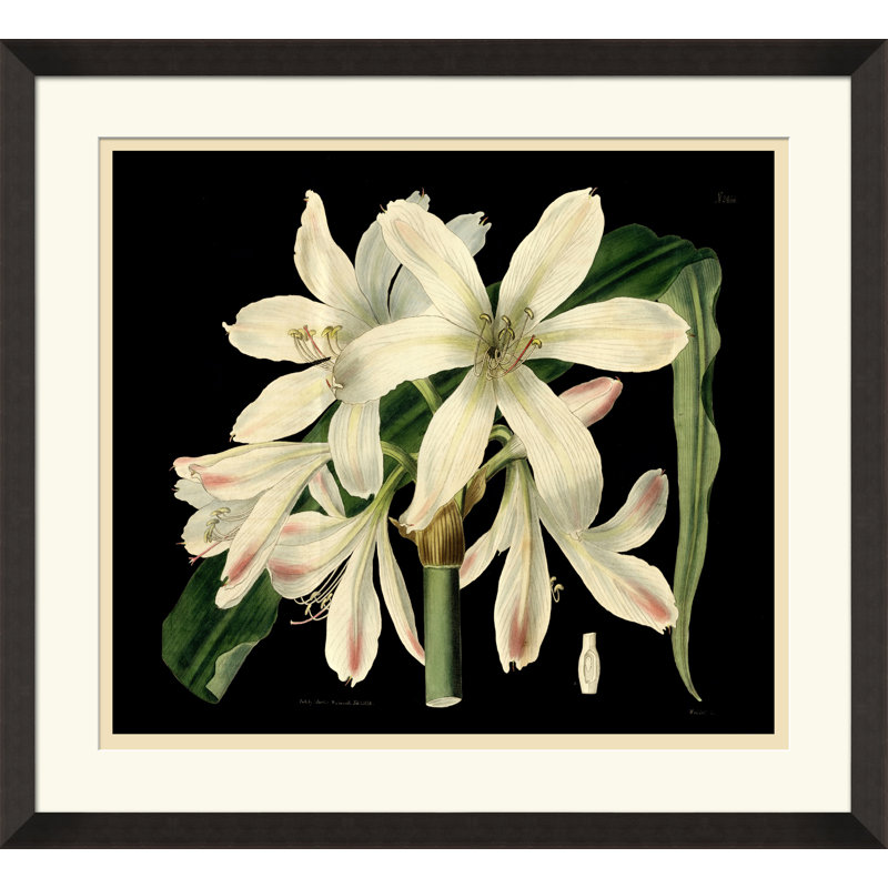 Orchidée antique sur fond noir I - Peinture encadrée sur papier