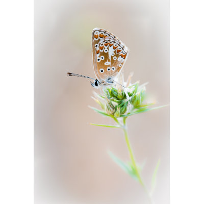Small Butterfly - Wrapped Canvas Print